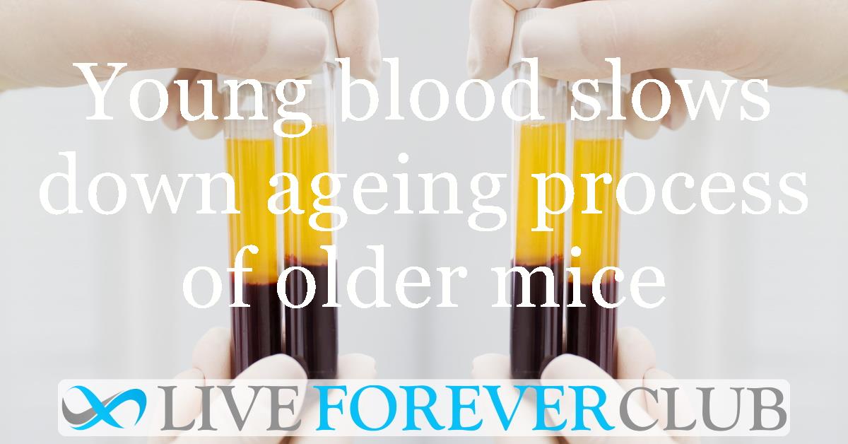 Young blood slows down ageing process of older mice