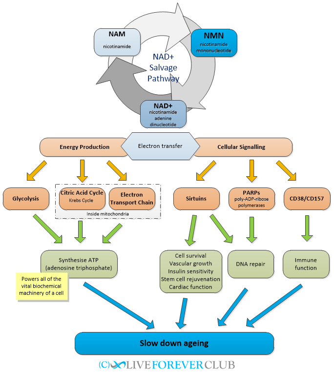 NMN pathways