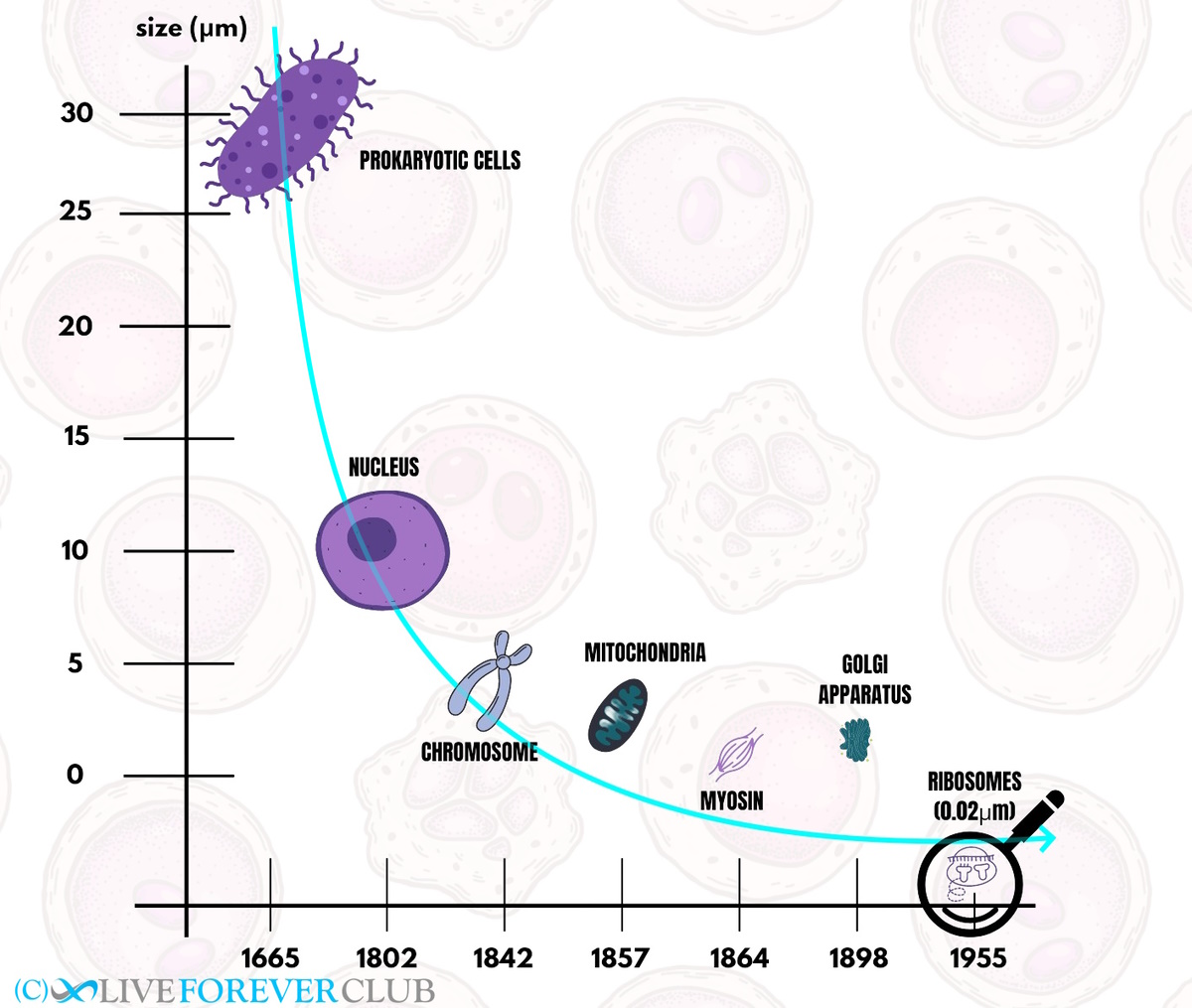 exponential decrease in size of cell components discovery