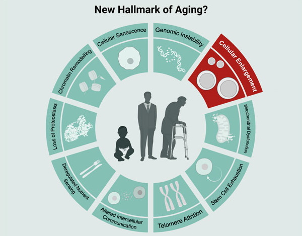 cellular enlargement - new hallmark of ageing