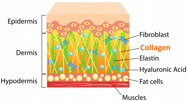 anti-ageing collagen skin structure