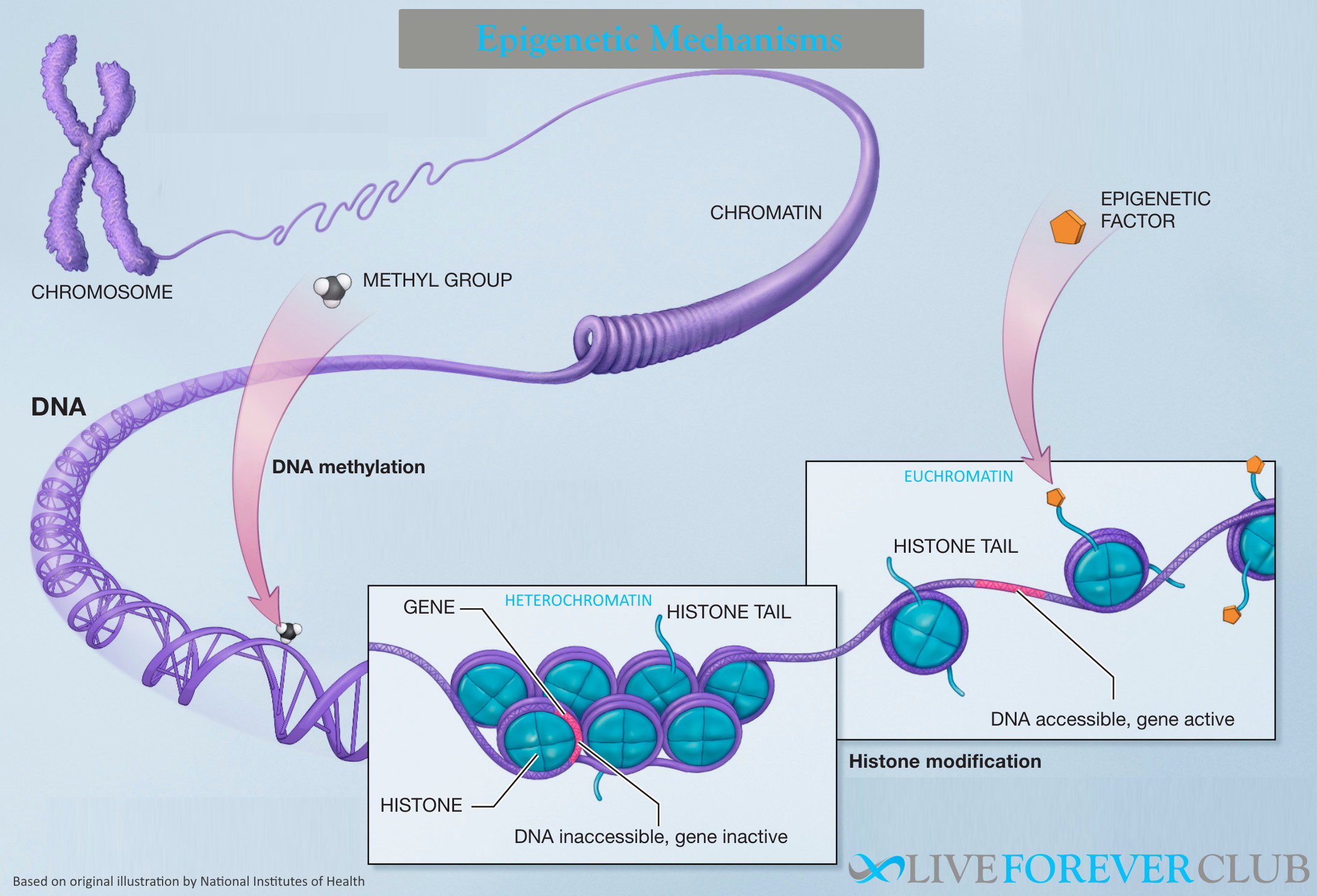 epigenetic mechanisms diagram
