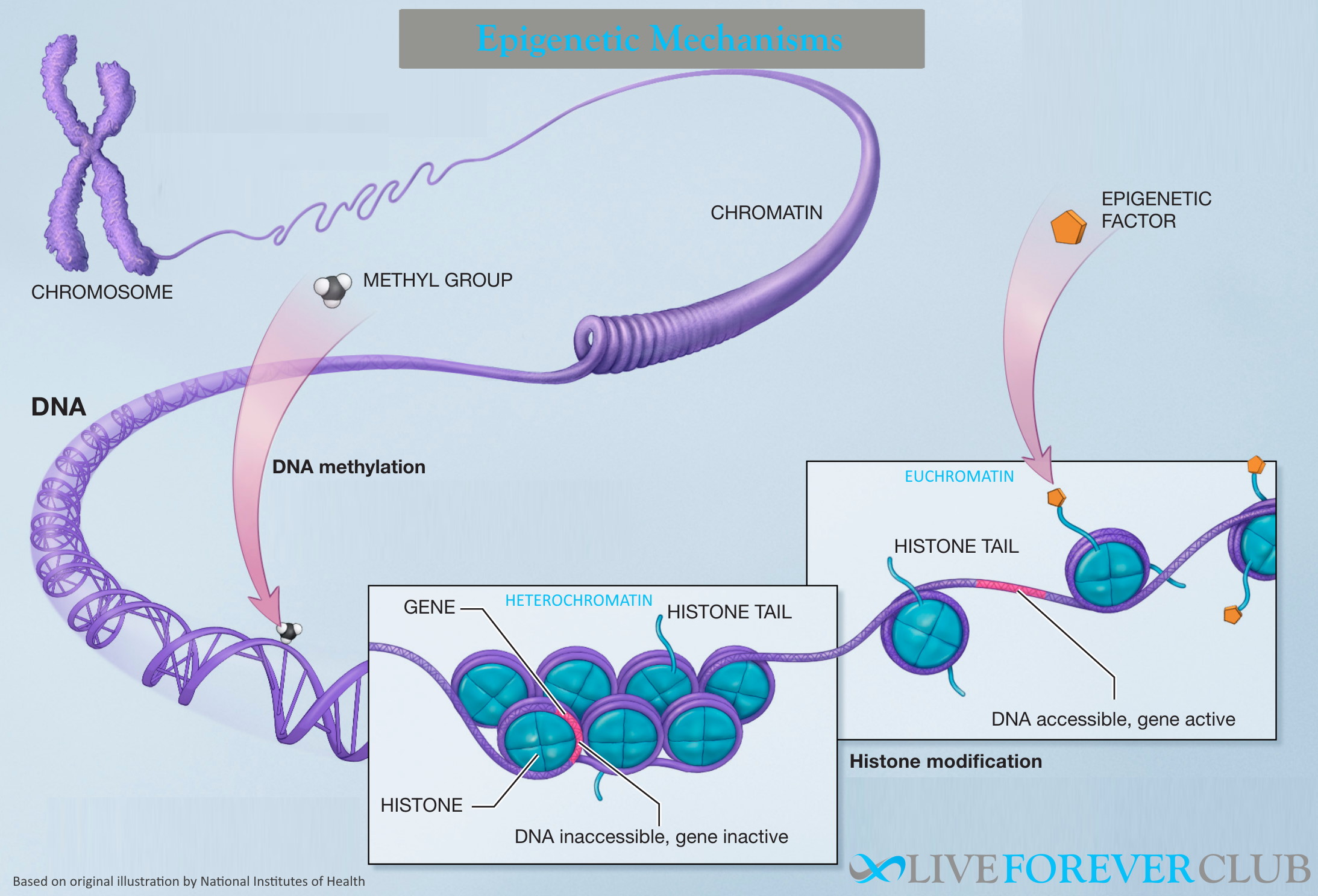 epigenetic mechanisms