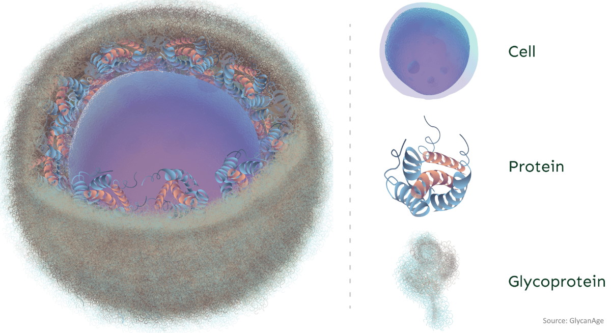 glycans on cell