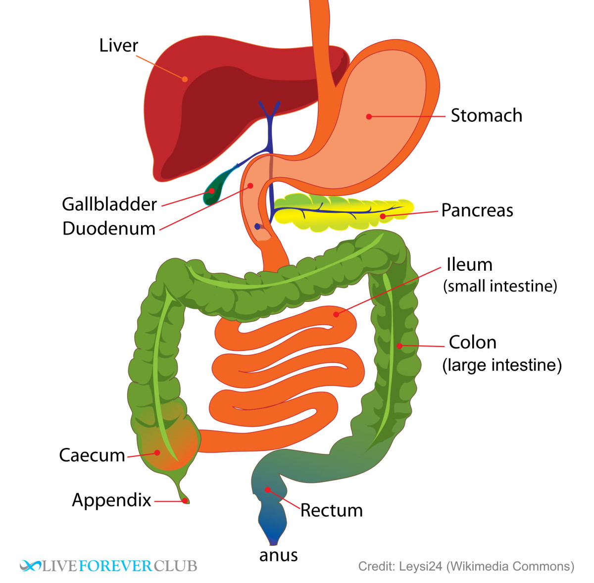 gut anatomy diagram