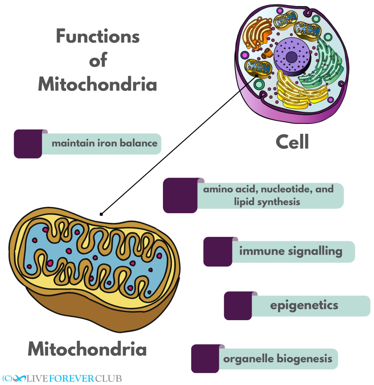 mitochondria functions