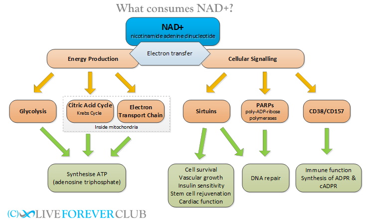 what consumes nad diagram
