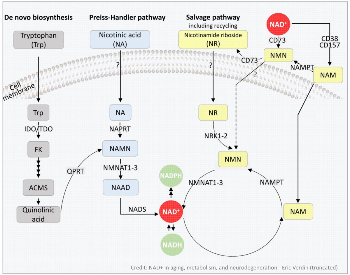 NAD creation diagram
