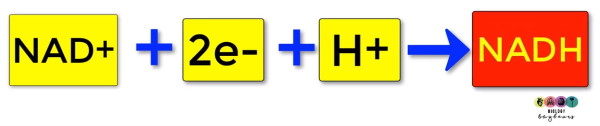 difference between NAD and NADH