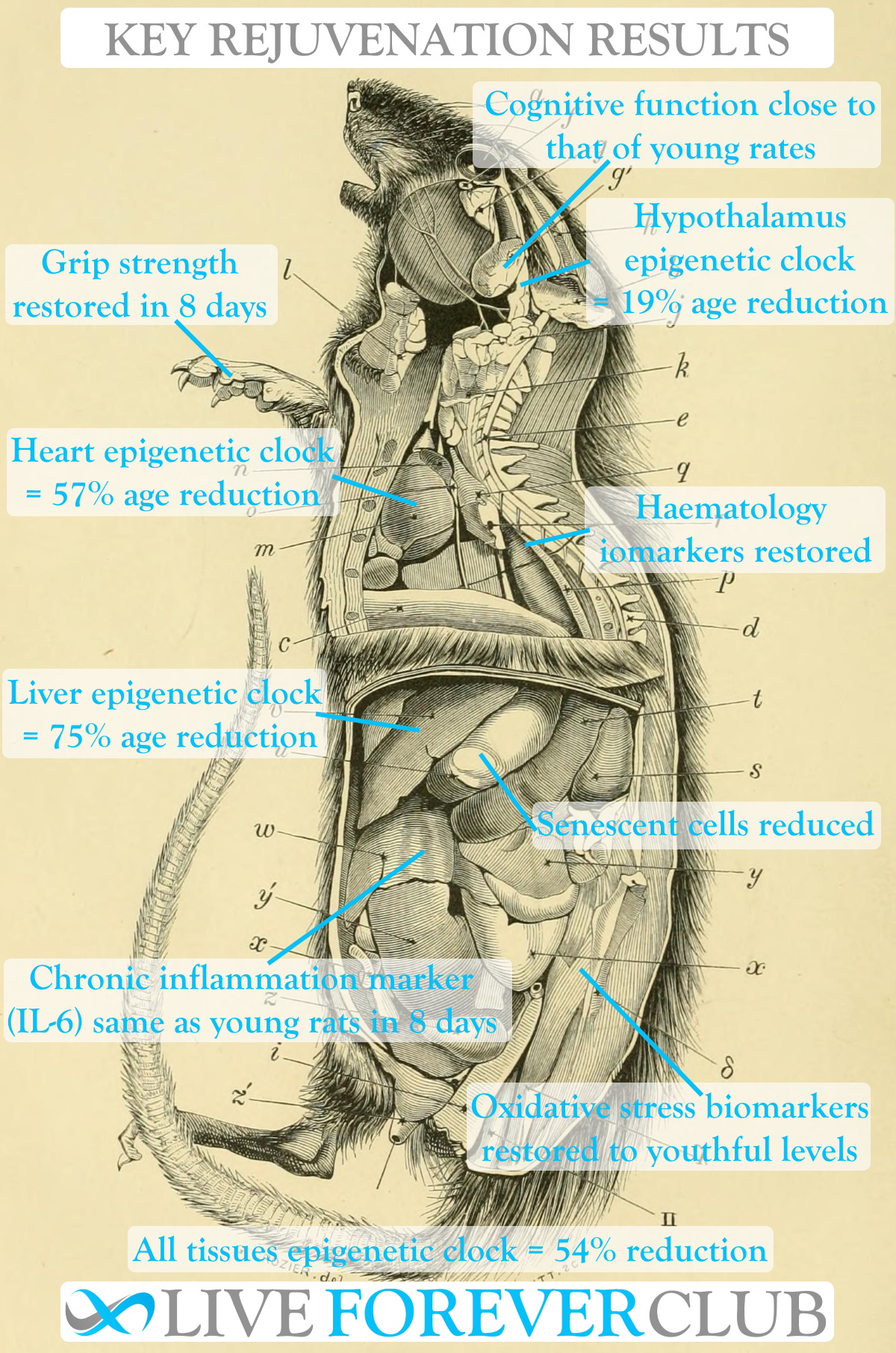 Katcher's rat rejuvenation biomarkers