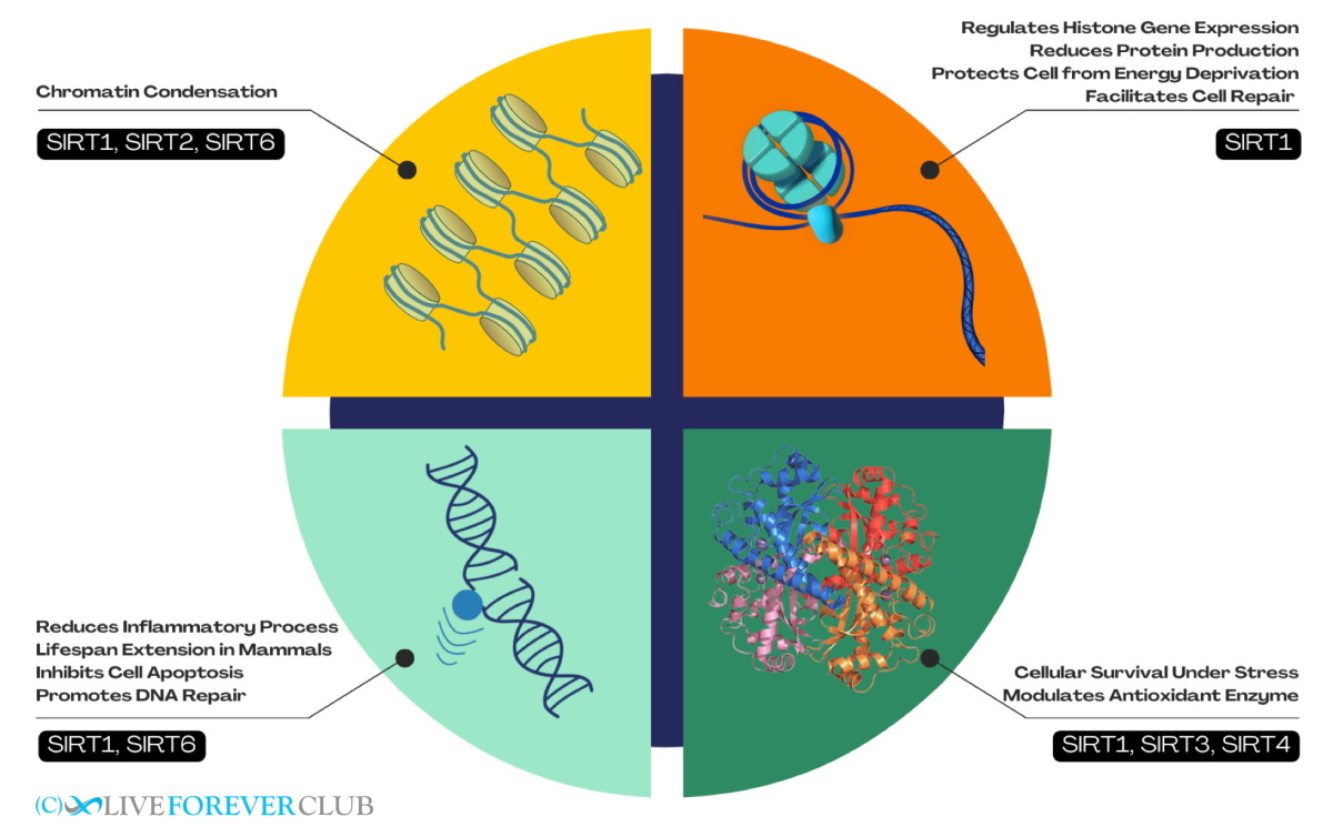 how do sirtuins modulate the ageing processes at a molecular level