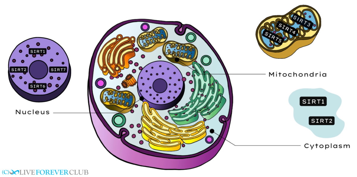 locations of sirtuins in a human cell
