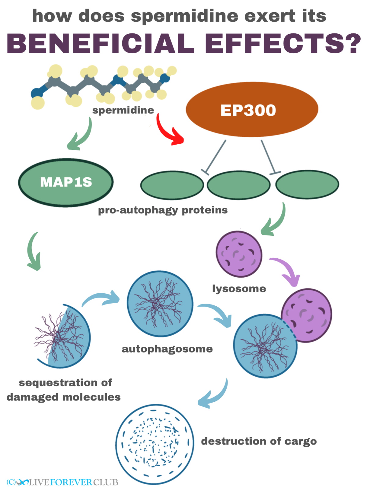 How does spermidine exert its beneficial effects