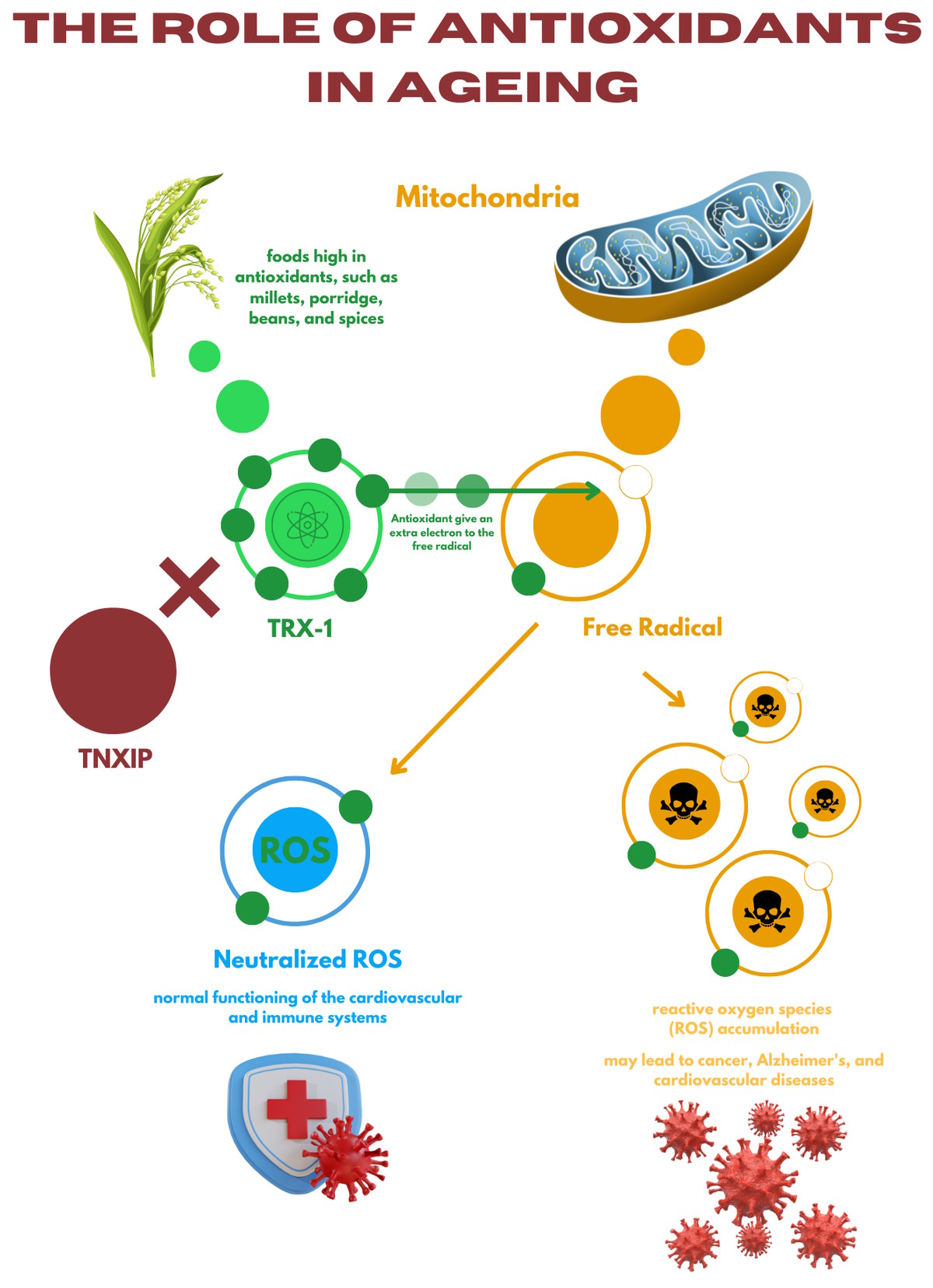 role of antioxidants in ageing