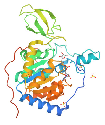 SIRT6 Crystal Structure