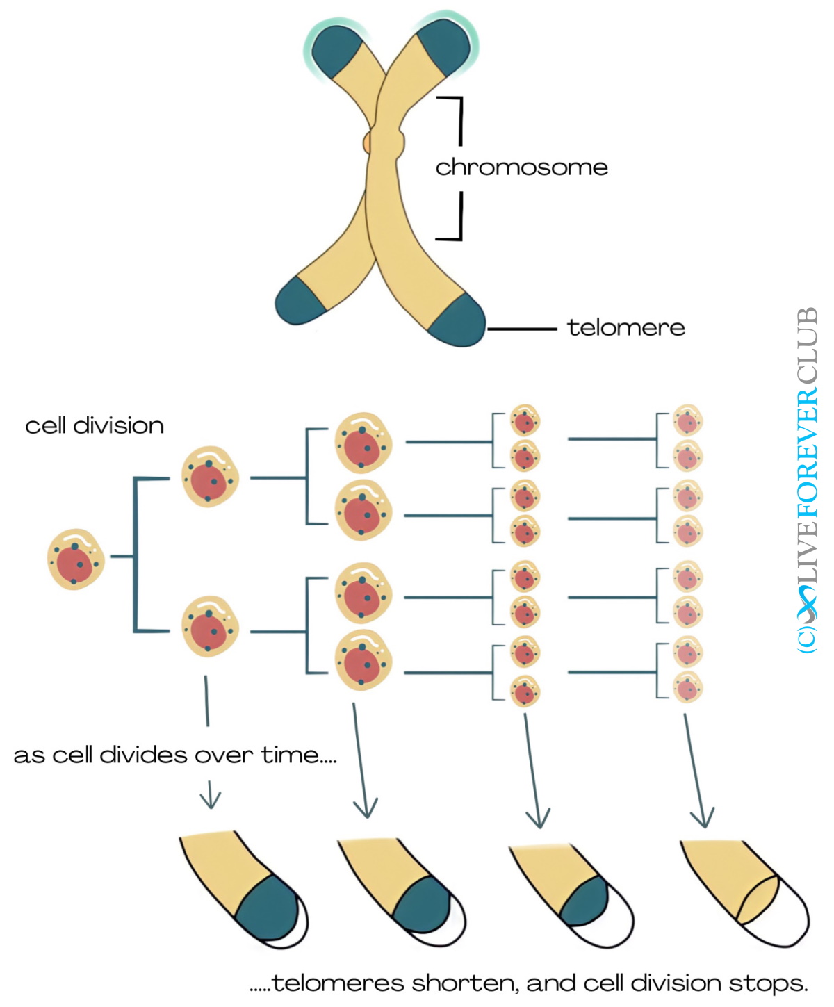 telomeres shortening due to cell division