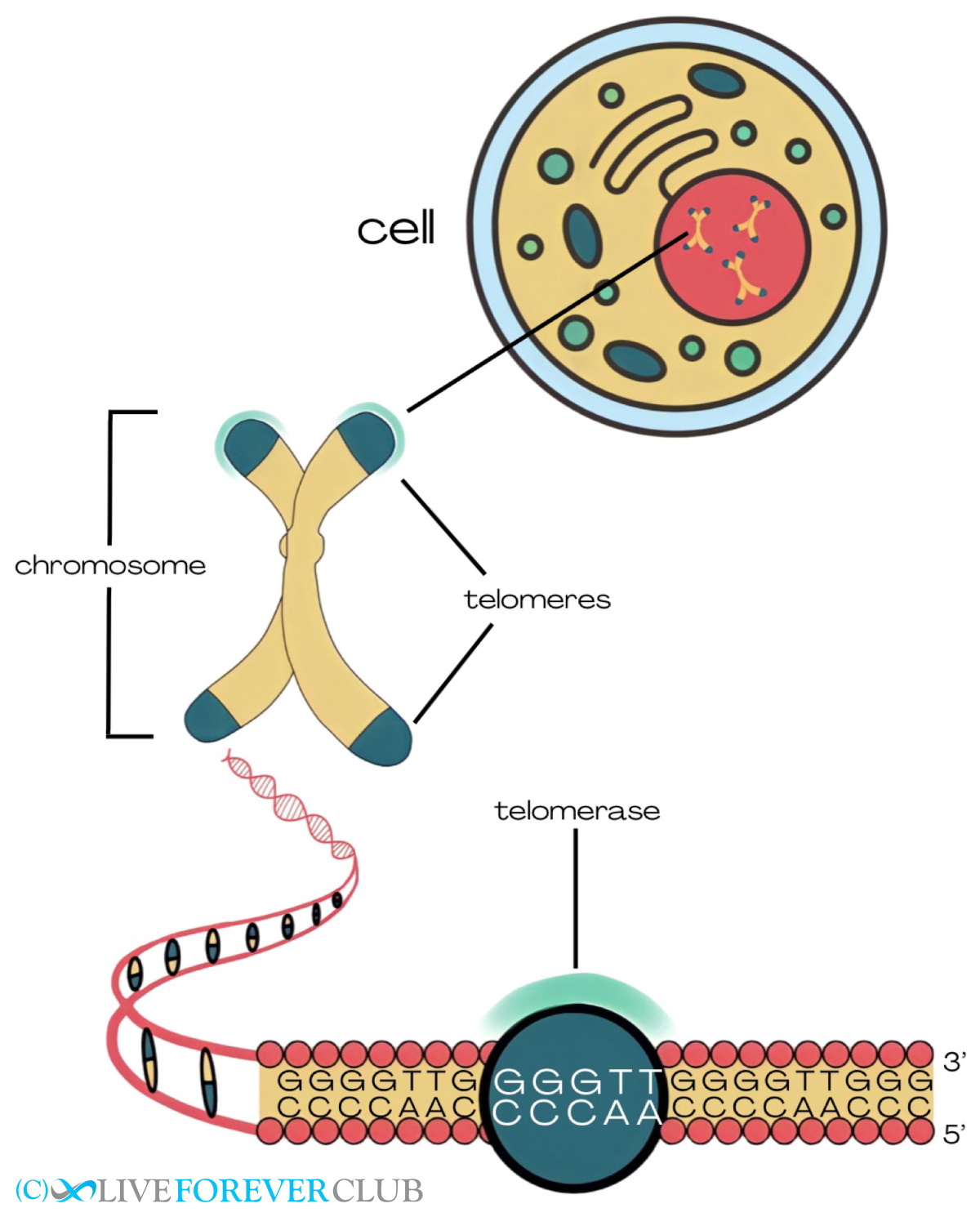 telomeres location on chromosomes in cells