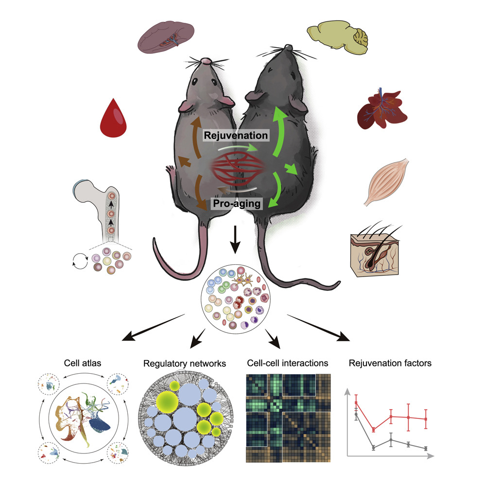 heterochronic parabiosis systems biology