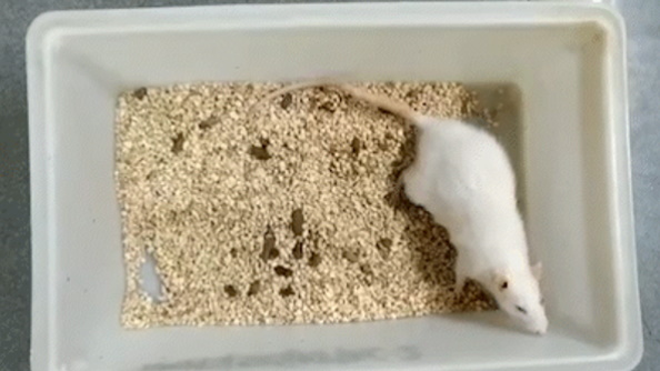 sima 44-month old E5 treated rat